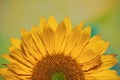 Sunflower Rising Royalty Free Stock Photo