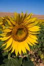 Sunflower in Rolling Fields in Valensole France on a Sunny Spring Day Royalty Free Stock Photo