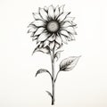 Monochrome Ink Drawing Of A Detailed Sunflower On White Background