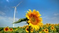 Sunflower's perspective: Wind power turbines and electric windmills spinning on a windy sunny day