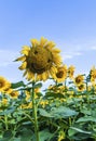 Sunflowers smile