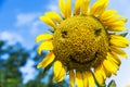 Sunflowers smile