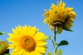 Sunflower with sad physiognomy sadness, despair, depression, old age - concept
