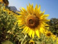 Sunflower at saraburi in thailand