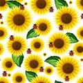 Sunflower seamless pattern. Sunflower on a white background Royalty Free Stock Photo