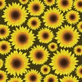 Sunflower seamless pattern background - Vector