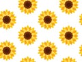 Sunflower seamless pattern in flat style. Royalty Free Stock Photo