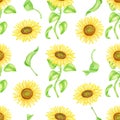 Sunflower seamless pattern. Hand painted watercolor farm flowers with leaves and stems illustration. Yellow flower heads Royalty Free Stock Photo