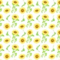 Sunflower seamless pattern. Hand painted watercolor farm flowers with leaves and stems illustration. Yellow flower heads Royalty Free Stock Photo