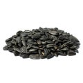 Sunflower seed Royalty Free Stock Photo