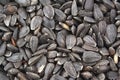 Sunflower seed background Royalty Free Stock Photo