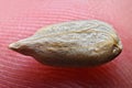 Sunflower seed on a fingertip macro shot