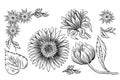 Sunflower seed and flower drawing set. Hand drawn isolated illustration. Food ingredient vintage sketch. Royalty Free Stock Photo