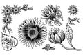 Sunflower seed and flower drawing set. Hand drawn isolated illustration. Food ingredient vintage sketch. Royalty Free Stock Photo