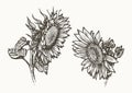 Sunflower seed and flower set. Food ingredient sketch vintage vector illustration Royalty Free Stock Photo