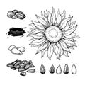 Sunflower seed and flower vector drawing set. Hand drawn isolated illustration. Food ingredient sketch.