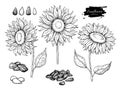 Sunflower seed and flower vector drawing set. Hand drawn isolated illustration. Food ingredient sketch. Royalty Free Stock Photo