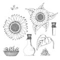 Sunflower seed and flower vector drawing set. Hand drawn isolated illustration. Food ingredient vintage sketch. Royalty Free Stock Photo