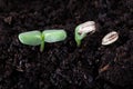 Sunflower seed germination Royalty Free Stock Photo