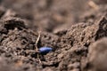 Sunflower seed in the ground during the spring sowing campaign