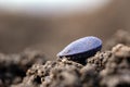 Sunflower seed in the ground during the spring sowing campaign