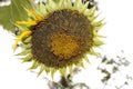 Sunflower seed head Background details.