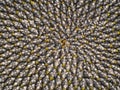 Sunflower seed head detail, Fibonacci pattern.