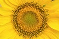 A sunflower seed head with fibonacci spirals