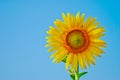 Sunflower and seed isolated on blue sky background
