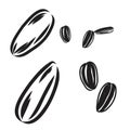 Sunflower seed isolated on white background. Hand drawn sketch. Vector illustration. Royalty Free Stock Photo