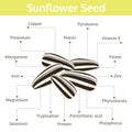 Sunflower seed nutrient of facts and health benefits