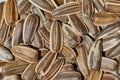 Sunflower seed in a pile Royalty Free Stock Photo