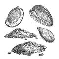 sunflower seed set sketch hand drawn vector Royalty Free Stock Photo