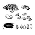 Sunflower seed set vector drawing. Hand drawn isolated illustration. Food ingredient sketch. Royalty Free Stock Photo