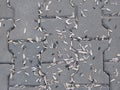 Sunflower seed shells on the pavement Royalty Free Stock Photo