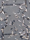Sunflower seed shells on the pavement Royalty Free Stock Photo