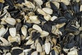 Sunflower seed shells Royalty Free Stock Photo