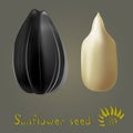 Sunflower seed, vector realistic colour illustration.