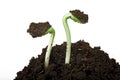 Sunflower seedling Royalty Free Stock Photo
