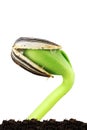 Sunflower Seedling Royalty Free Stock Photo