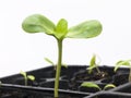 Sunflower Seedling Royalty Free Stock Photo