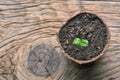 Sunflower seedling bursting from its seed casing.
