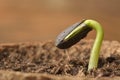 Sunflower seedling bursting from its seed casing. Royalty Free Stock Photo
