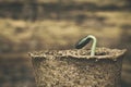 Sunflower seedling bursting from its seed casing.