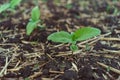 Sunflower seedling green small grew from ground on field