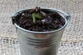 Sunflower Seedling Royalty Free Stock Photo