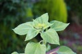 A sunflower seedling with a small flower not yet formed. Sunflower seedling without flowers