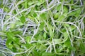 Sunflower seedlings background, top view Royalty Free Stock Photo