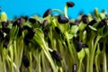 Sunflower seedlings growing in the nursery tray Royalty Free Stock Photo