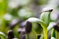 Sunflower seedlings growing in the nursery tray Royalty Free Stock Photo